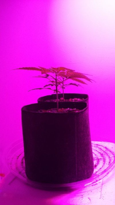 Random Chem/tangy Smelling Seed Grow