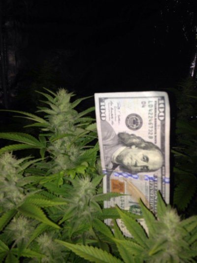 Grow 3 day 29 flower (33).jpg