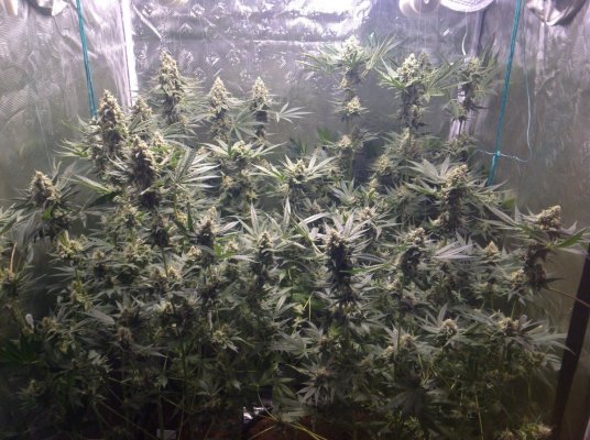 3rd Run, 2000w Diesel X Ak