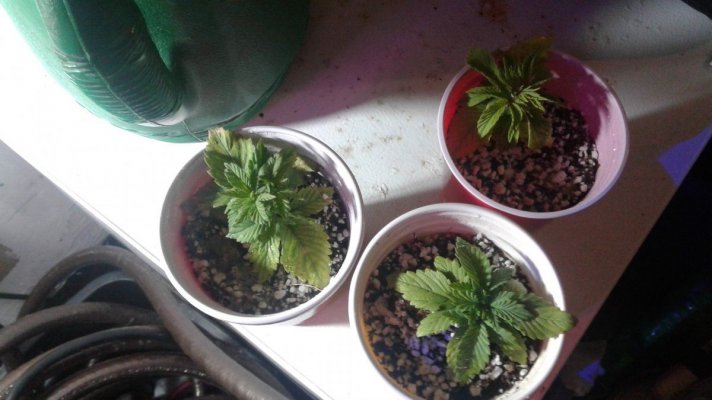 20170813_155348.jpg
