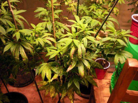 !!!!mis C's Cultivation And Salivation Experimentation!!!!