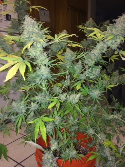 New Cannabis Planter