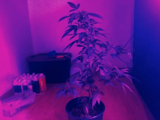 1st-grow-no-experience-11.jpg