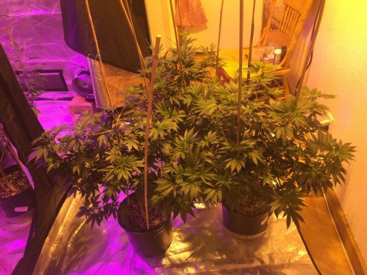 1st Grow No Experience