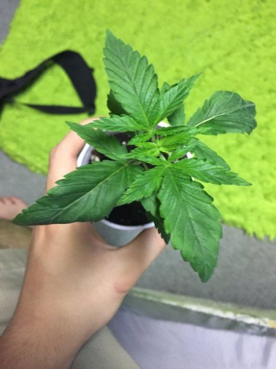 growth-problems-3.jpg