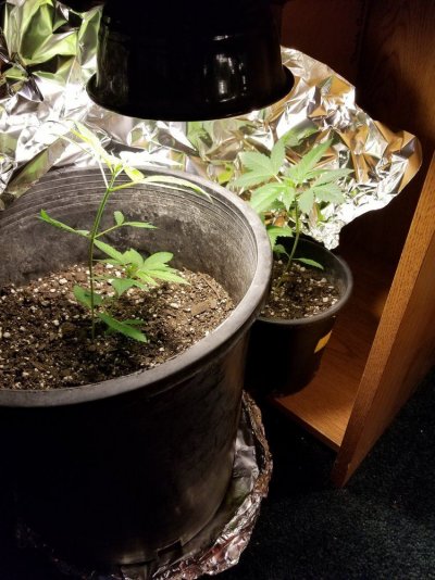 first-grow-so-far-2.jpg