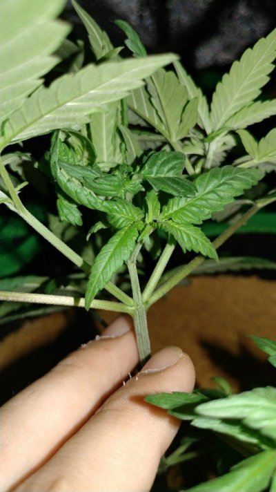 help-a-new-grower-out-5.jpg