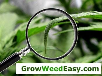 Help A New Grower Out
