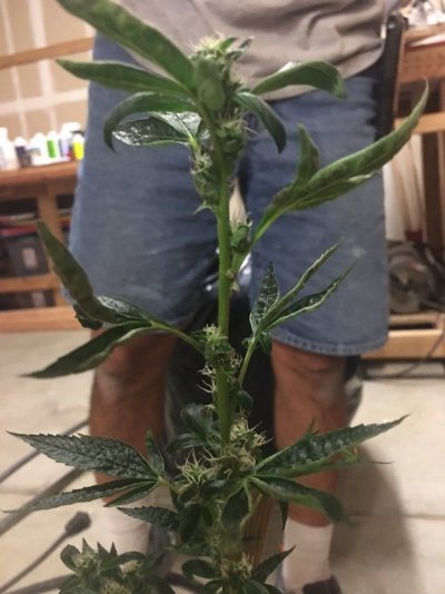 fire-og-help-5.jpg