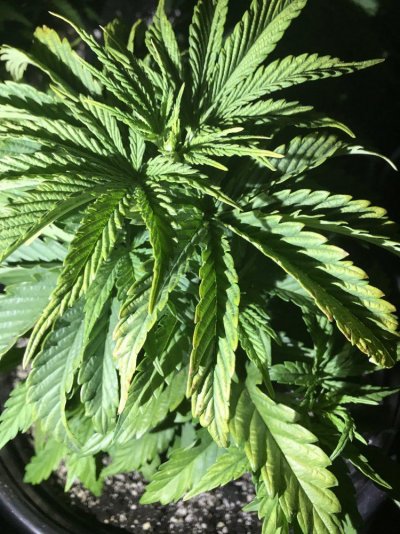 started-co2-help.jpg