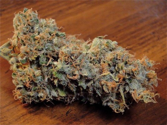 Silver Fox-Pheno #3-3.JPG