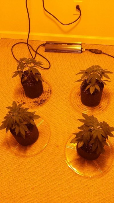 Random Chem/tangy Smelling Seed Grow