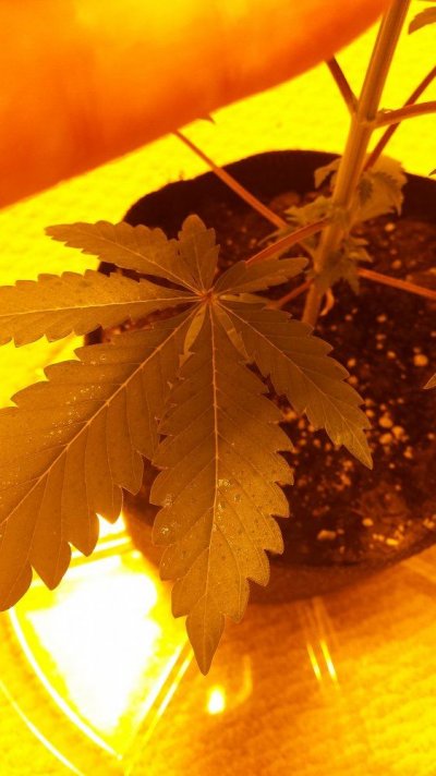 Random Chem/tangy Smelling Seed Grow