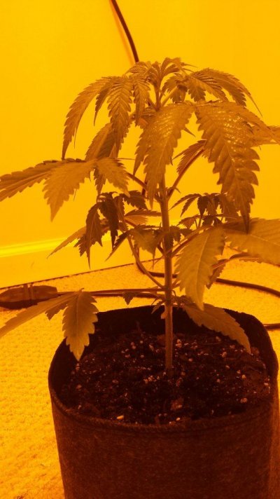 Random Chem/tangy Smelling Seed Grow