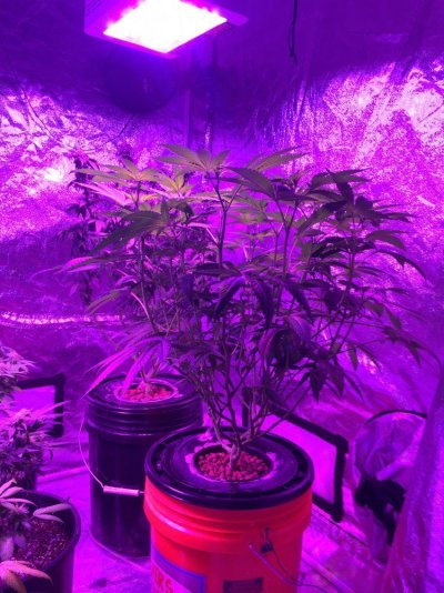 Sour Kosher, 3rd Run