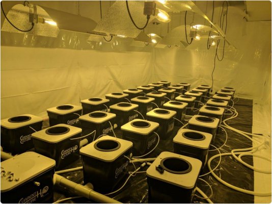 experienced-soilless-grower-new-to-uc-troubleshooting-helpjournal-5.jpg