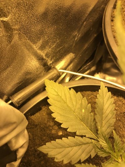 hi--im-first-time-grower-and-new-to-this-need-a-bit-of-help.jpg