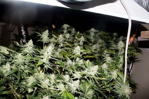H Light 6 weeks1-private.jpg