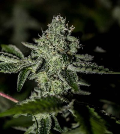 Wedding Cake 6 weeks 4-private.jpg