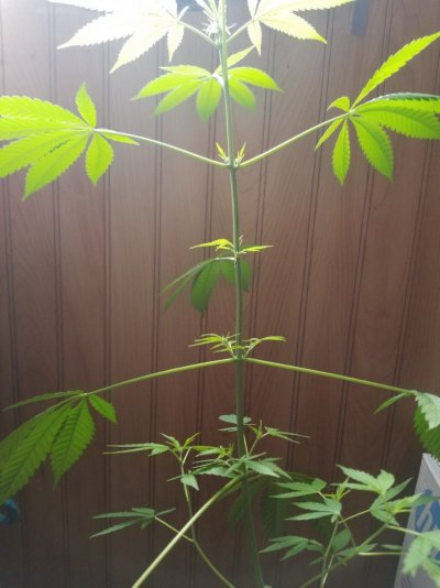 20170826_155159.jpg