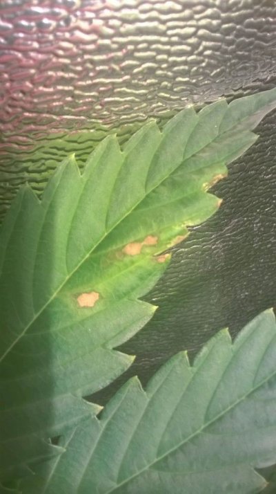 discolored-leaves-in-wk3-of-flower.jpg