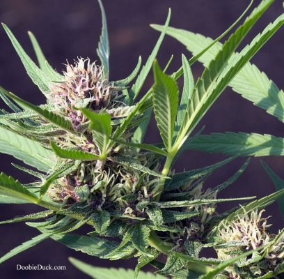 Doobieduck Summer 2017 Grow