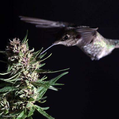DoobieDucks' Hummingbirds