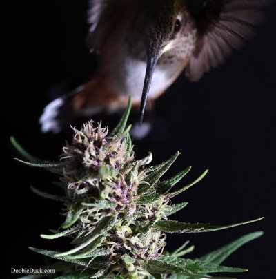 DoobieDucks' Hummingbirds