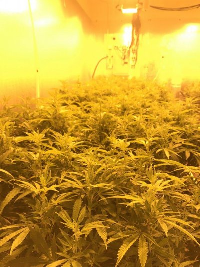 trimming-and-transitioning-through-bloom.jpg