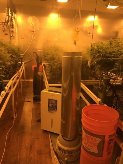 trimming-and-transitioning-through-bloom-2.jpg