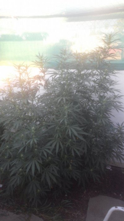 Sour Urkle (2).jpg