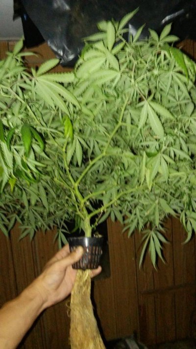 Are Massive Roots A Good Thing?
