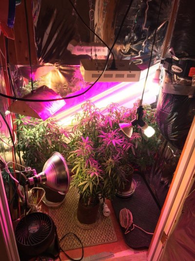 Higher Heat 78-85, Low Humidity 30/40% Problems