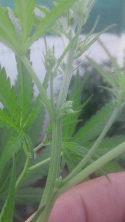 Bubba clone herm (2).jpg