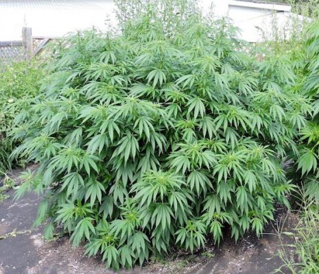 Kryptonite x Durban Poison.jpg