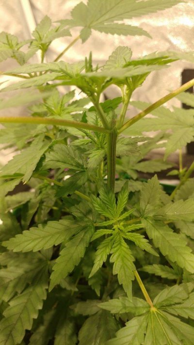 purpling-stems-10.jpg