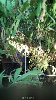 What Do These Leaves Mean Why Are They Like This ?