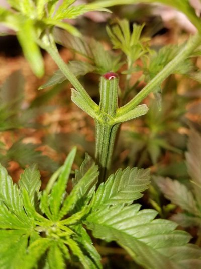 super-secret-red-blooded-plant-strain.jpg