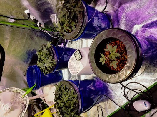 lst-low-stress-training-dwc.jpg