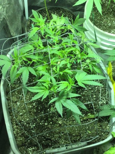 Sour Kosher Clone, 1st Cut In Flower