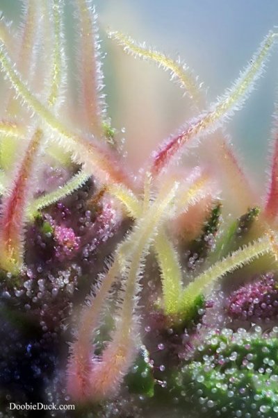DoobieDuck's Macro Cannabis Images
