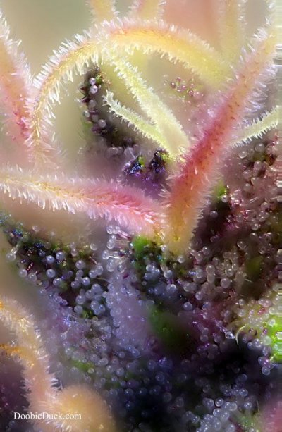 DoobieDuck's Macro Cannabis Images