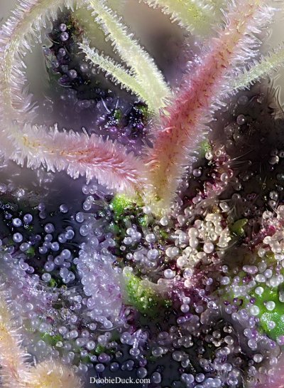 DoobieDuck's Macro Cannabis Images