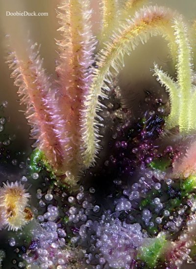DoobieDuck's Macro Cannabis Images