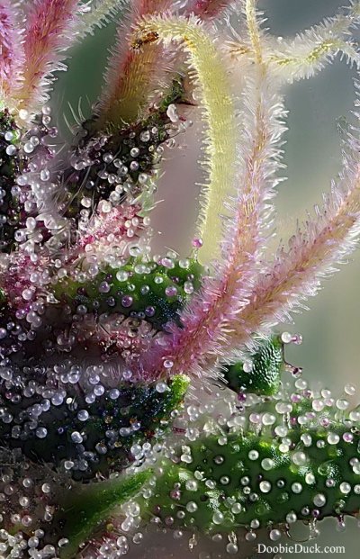 DoobieDuck's Macro Cannabis Images