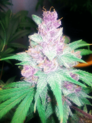 grape kush.png
