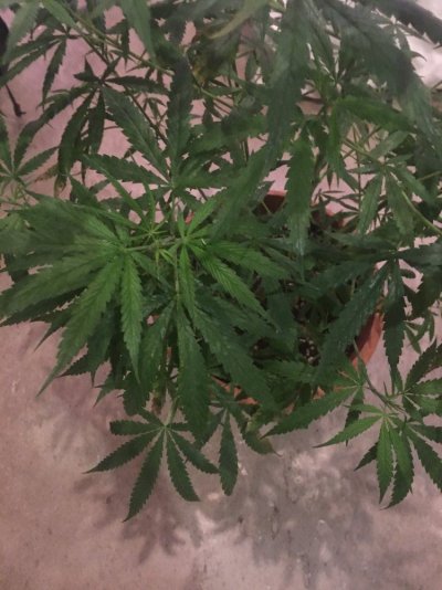 chefs-grow-book.jpg
