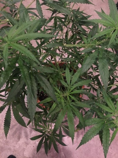 chefs-grow-book-3.jpg