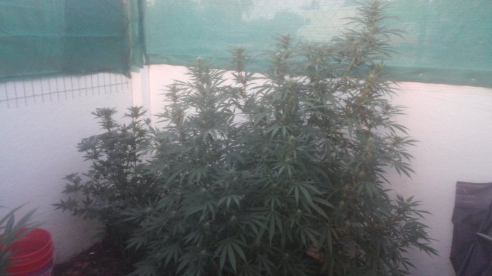 Urkle.jpg