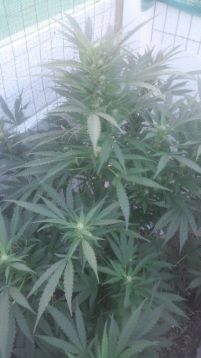 blaze (2).jpg